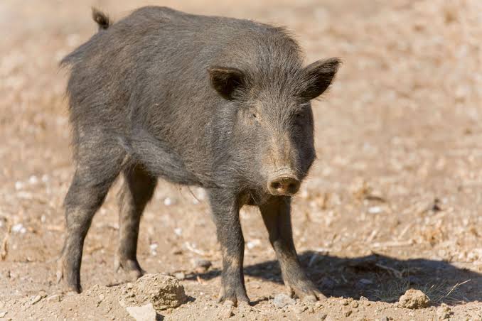 feral hog